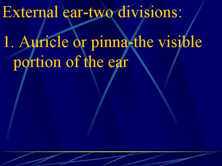 External ear-two divisions: 1. Auricle or pinna-the visible portion of the ear 