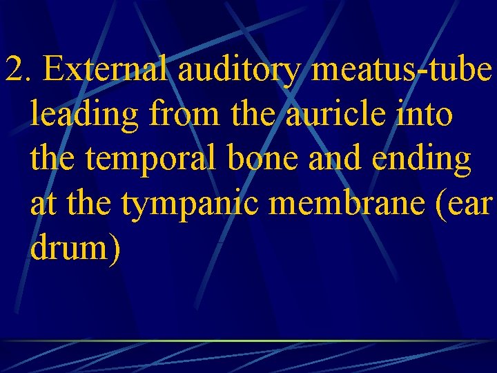 2. External auditory meatus-tube leading from the auricle into the temporal bone and ending
