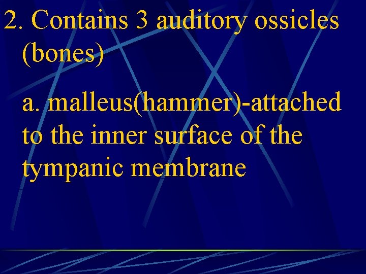 2. Contains 3 auditory ossicles (bones) a. malleus(hammer)-attached to the inner surface of the