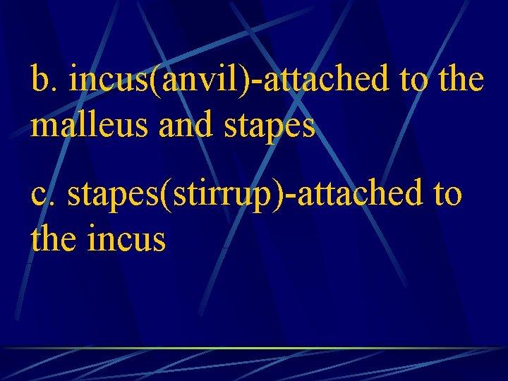 b. incus(anvil)-attached to the malleus and stapes c. stapes(stirrup)-attached to the incus 