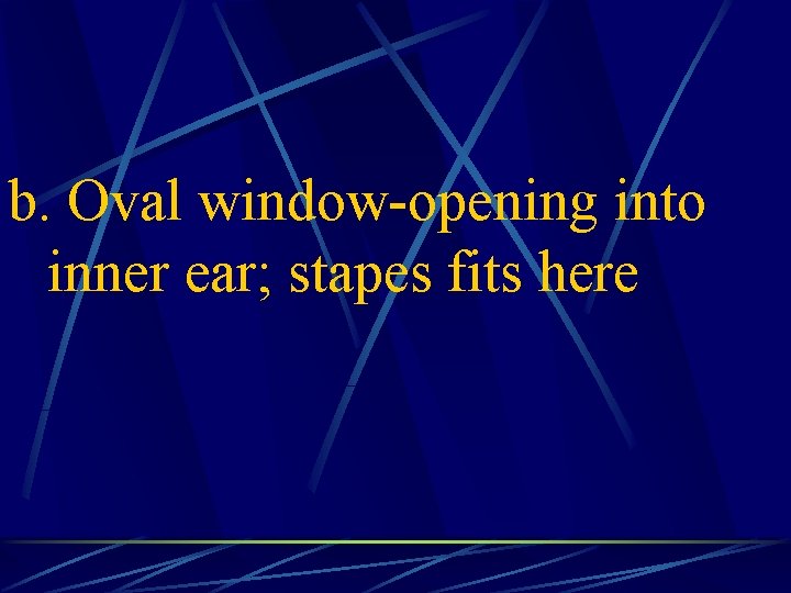 b. Oval window-opening into inner ear; stapes fits here 