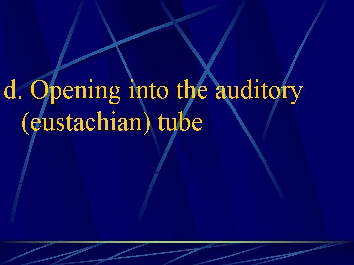 d. Opening into the auditory (eustachian) tube 