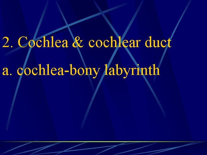 2. Cochlea & cochlear duct a. cochlea-bony labyrinth 