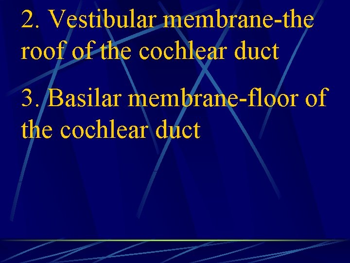 2. Vestibular membrane-the roof of the cochlear duct 3. Basilar membrane-floor of the cochlear