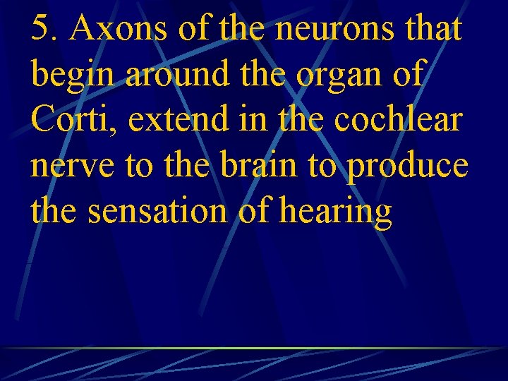 5. Axons of the neurons that begin around the organ of Corti, extend in