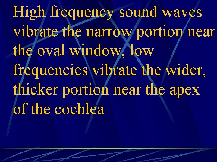 High frequency sound waves vibrate the narrow portion near the oval window, low frequencies