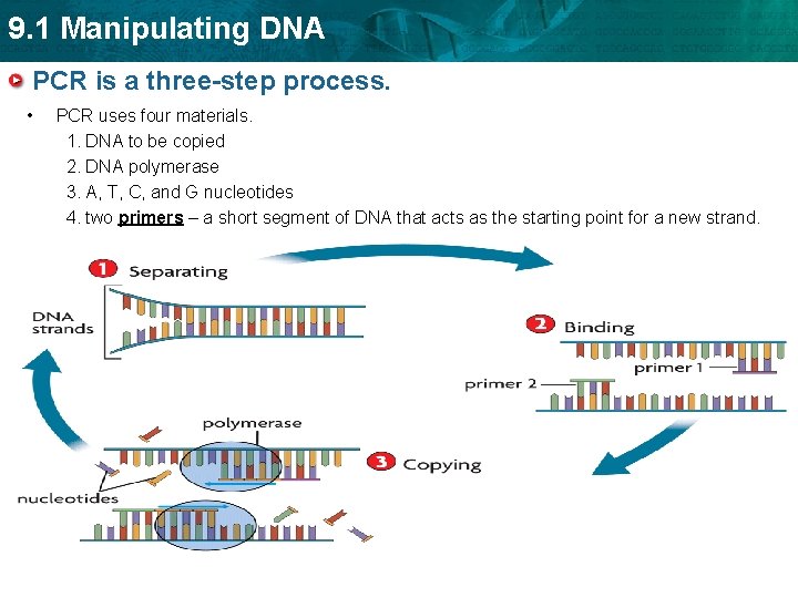 9. 1 Manipulating DNA PCR is a three-step process. • PCR uses four materials.