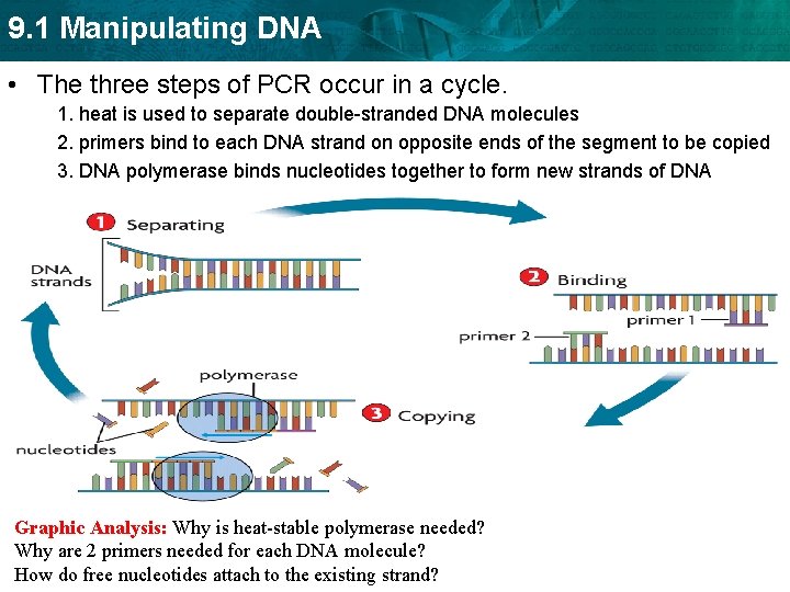 9. 1 Manipulating DNA • The three steps of PCR occur in a cycle.