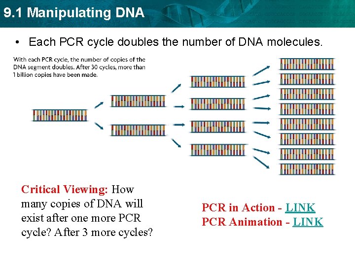 9. 1 Manipulating DNA • Each PCR cycle doubles the number of DNA molecules.
