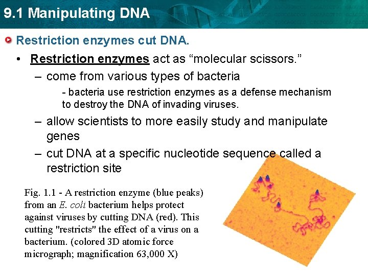 9. 1 Manipulating DNA Restriction enzymes cut DNA. • Restriction enzymes act as “molecular