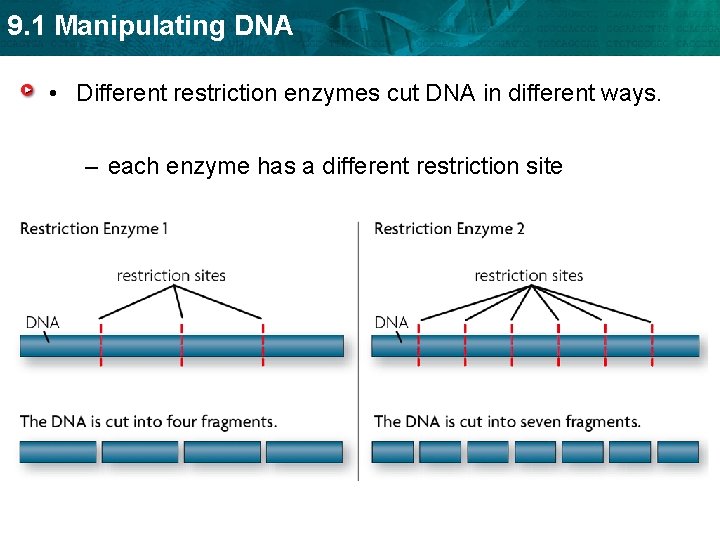9. 1 Manipulating DNA • Different restriction enzymes cut DNA in different ways. –