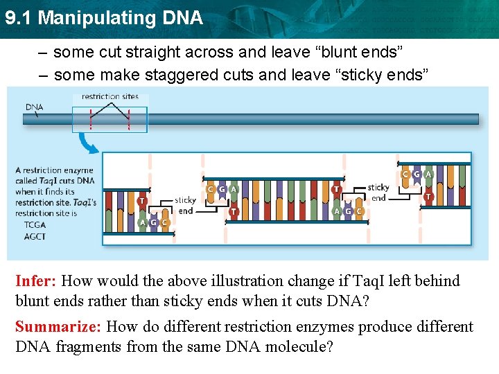 9. 1 Manipulating DNA – some cut straight across and leave “blunt ends” –