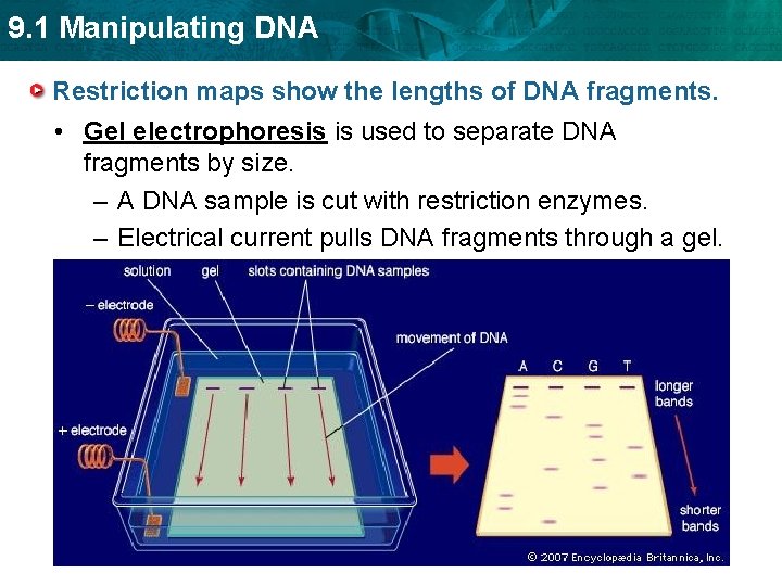 9. 1 Manipulating DNA Restriction maps show the lengths of DNA fragments. • Gel