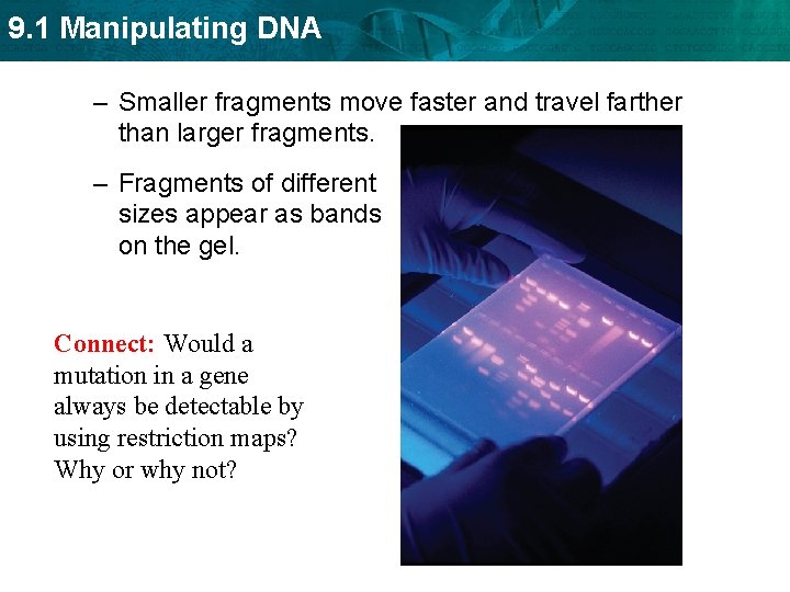 9. 1 Manipulating DNA – Smaller fragments move faster and travel farther than larger