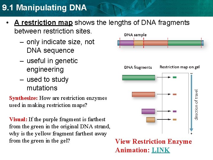 9. 1 Manipulating DNA • A restriction map shows the lengths of DNA fragments