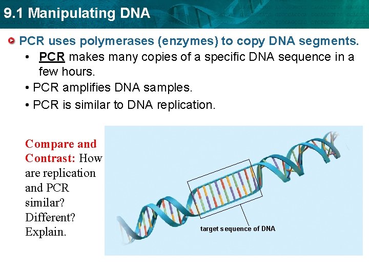 9. 1 Manipulating DNA PCR uses polymerases (enzymes) to copy DNA segments. • PCR