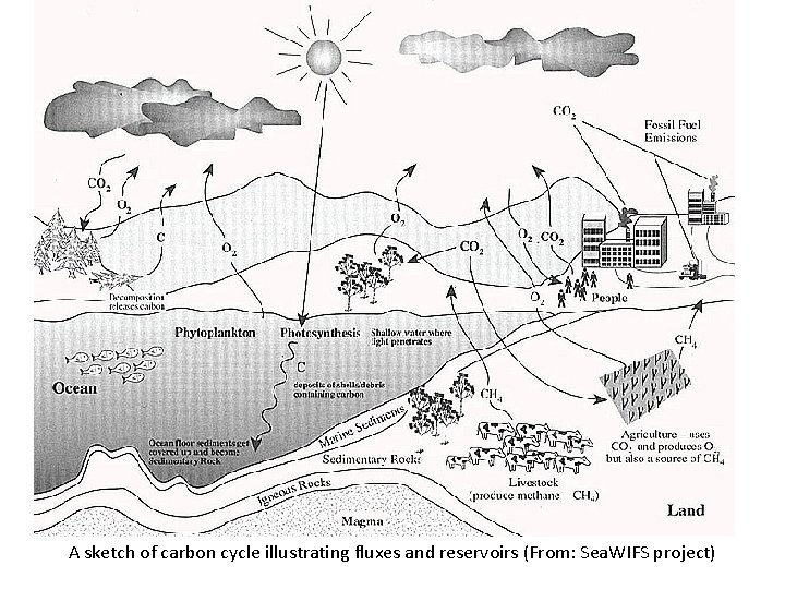 Lecture 4 Understanding the global carbon cycle l