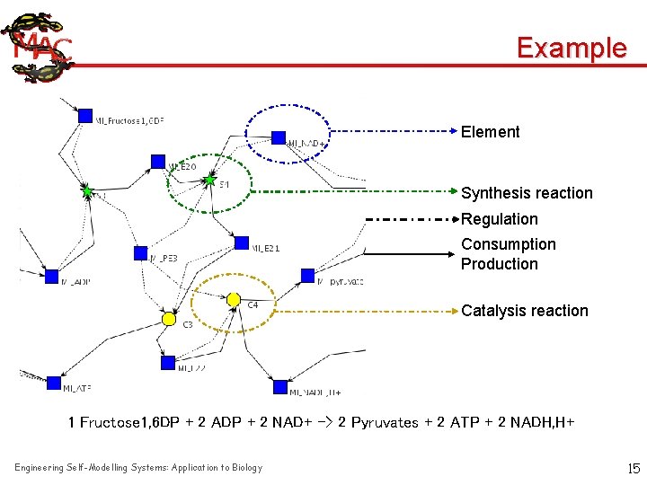 Example Element Synthesis reaction Regulation Consumption Production Catalysis reaction 1 Fructose 1, 6 DP