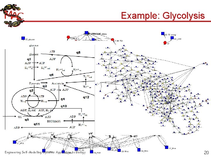 Example: Glycolysis Engineering Self-Modelling Systems: Application to Biology 20 