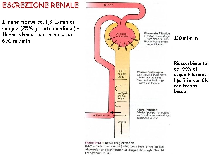 ESCREZIONE RENALE Il rene riceve ca. 1, 3 L/min di sangue (25% gittata cardiaca)