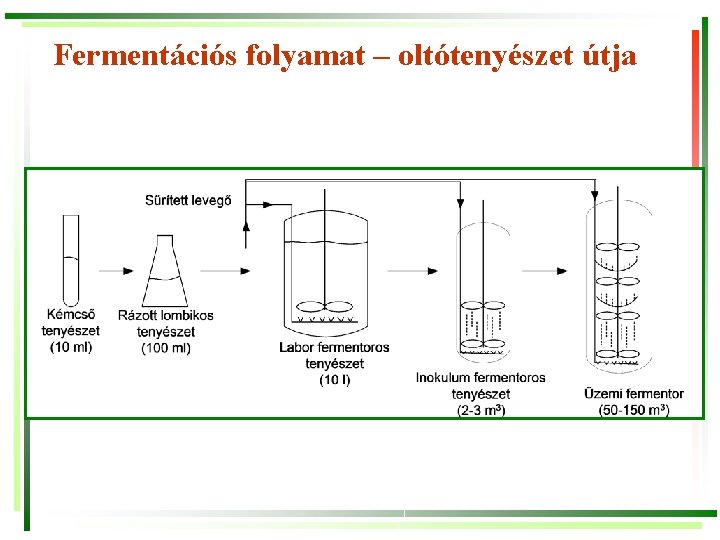 Fermentációs folyamat – oltótenyészet útja 