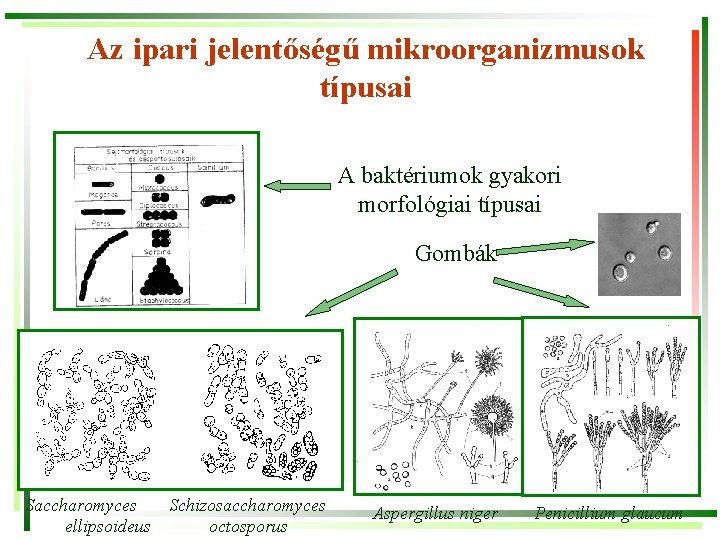 Az ipari jelentőségű mikroorganizmusok típusai A baktériumok gyakori morfológiai típusai Gombák Saccharomyces Schizosaccharomyces ellipsoideus