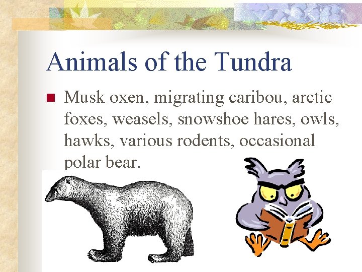 Animals of the Tundra n Musk oxen, migrating caribou, arctic foxes, weasels, snowshoe hares,