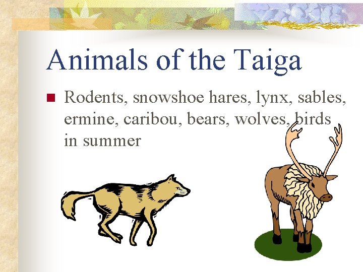 Animals of the Taiga n Rodents, snowshoe hares, lynx, sables, ermine, caribou, bears, wolves,