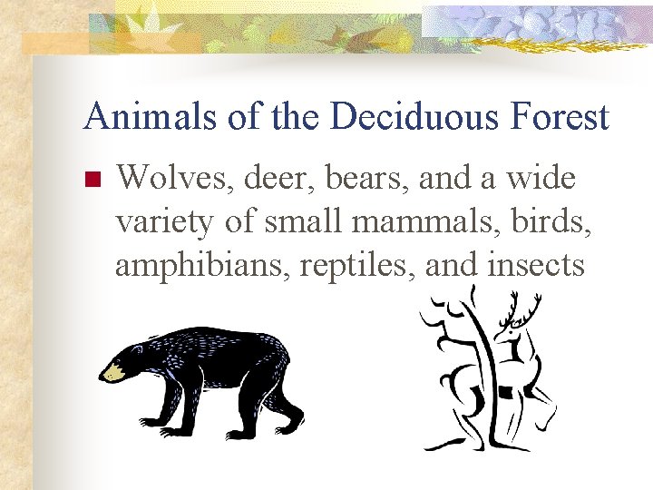 Animals of the Deciduous Forest n Wolves, deer, bears, and a wide variety of