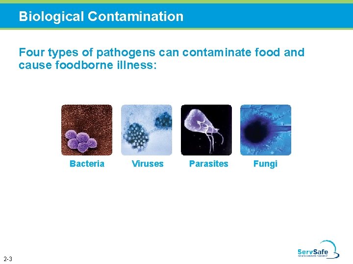 Biological Contamination Four types of pathogens can contaminate food and cause foodborne illness: Bacteria