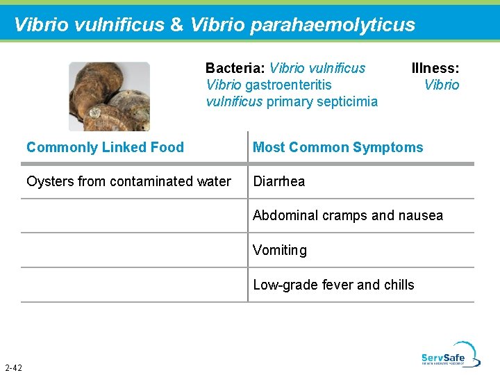 Vibrio vulnificus & Vibrio parahaemolyticus Bacteria: Vibrio vulnificus Vibrio gastroenteritis vulnificus primary septicimia Illness: