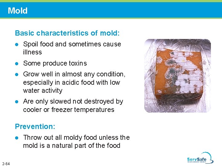 Mold Basic characteristics of mold: l Spoil food and sometimes cause illness l Some