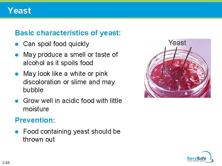 Yeast Basic characteristics of yeast: l Can spoil food quickly l May produce a