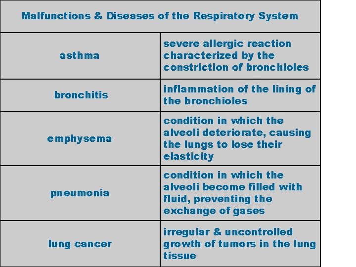 Malfunctions & Diseases of the Respiratory System asthma severe allergic reaction characterized by the