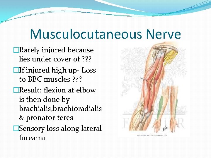 Musculocutaneous Nerve �Rarely injured because lies under cover of ? ? ? �If injured