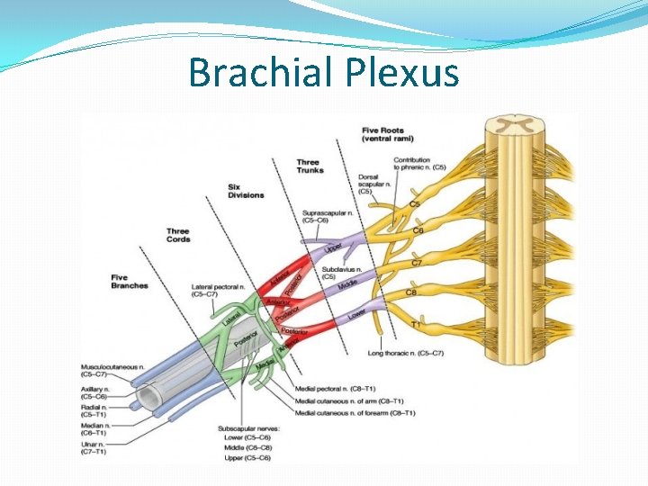 Brachial Plexus 