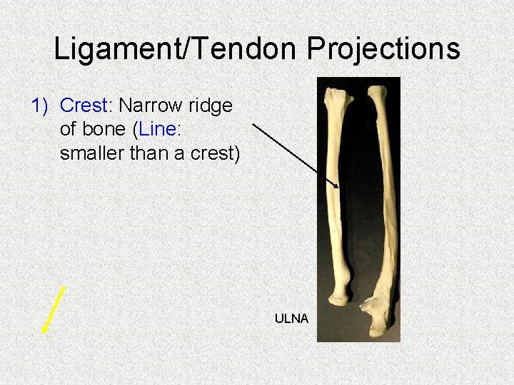 Ligament/Tendon Projections 1) Crest: Narrow ridge of bone (Line: smaller than a crest) ULNA