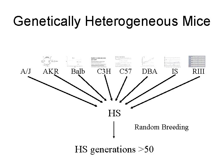 Genetically Heterogeneous Mice A/J AKR Balb C 3 H C 57 DBA IS HS