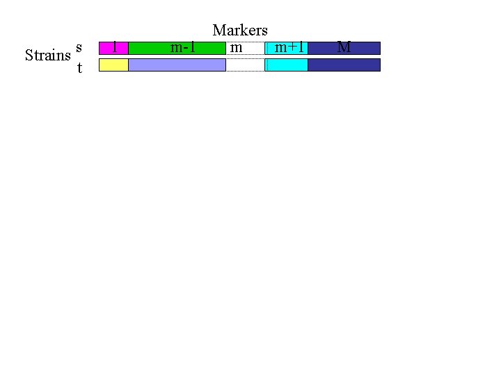 Strains s t 1 Markers m-1 m m+1 M 