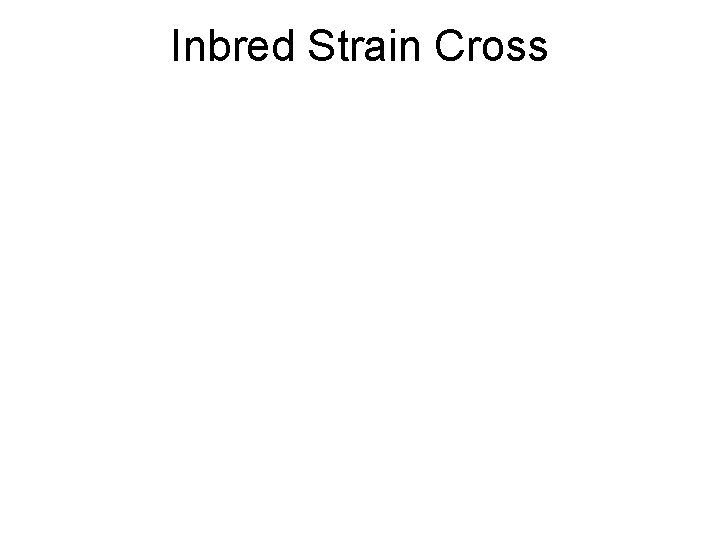 Inbred Strain Cross 