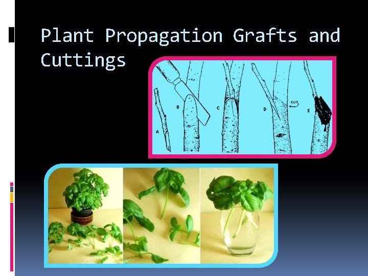Plant Propagation Grafts and Cuttings 