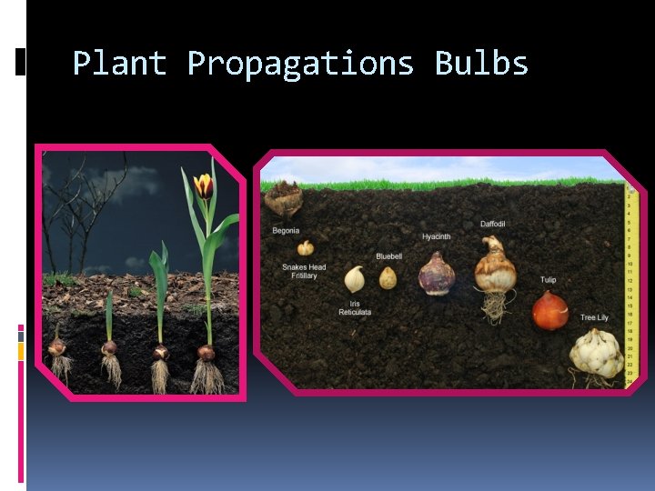 Plant Propagations Bulbs 