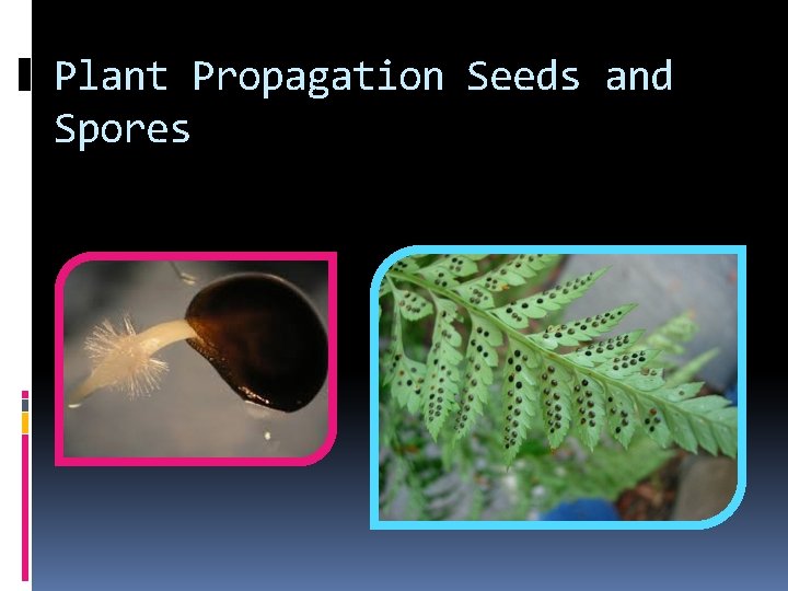 Plant Propagation Seeds and Spores 