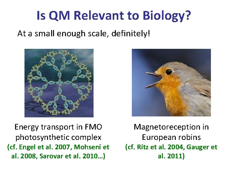 Is QM Relevant to Biology? At a small enough scale, definitely! Energy transport in