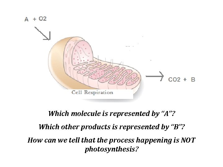 Which molecule is represented by “A”? Which other products is represented by “B”? How