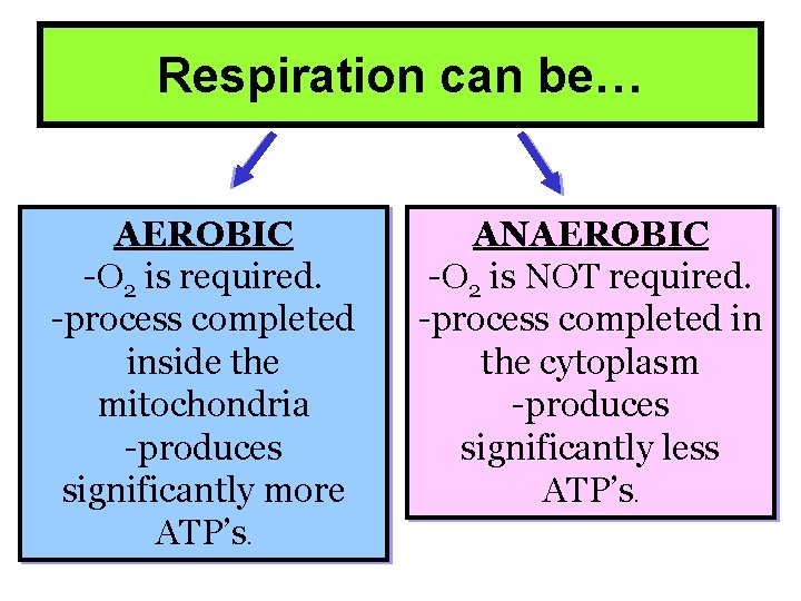 Respiration can be… AEROBIC -O 2 is required. -process completed inside the mitochondria -produces