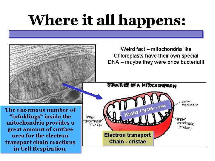 Where it all happens: Weird fact – mitochondria like Chloroplasts have their own special