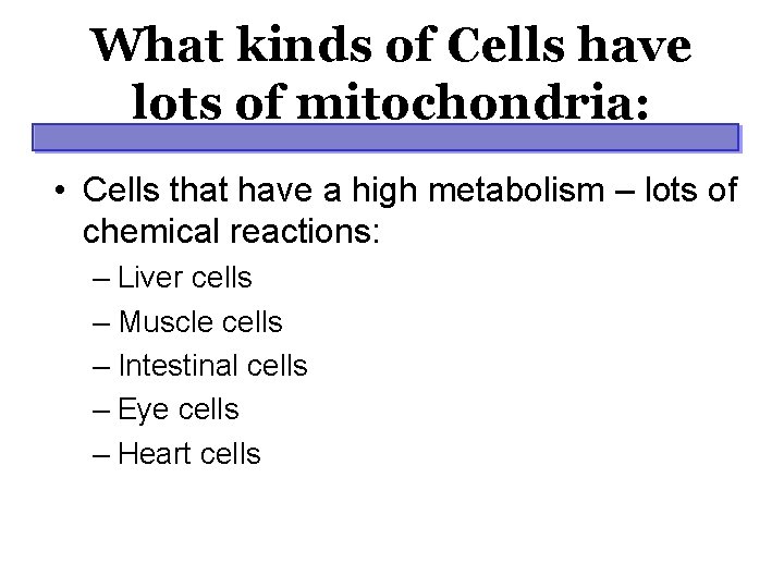 What kinds of Cells have lots of mitochondria: • Cells that have a high