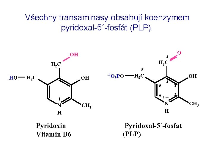 Všechny transaminasy obsahují koenzymem pyridoxal-5´-fosfát (PLP). OH H 2 C HO H 2 C