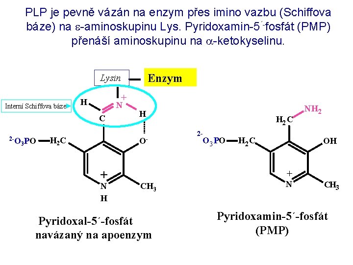 PLP je pevně vázán na enzym přes imino vazbu (Schiffova báze) na e-aminoskupinu Lys.